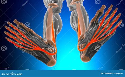 Flexor Digitorum Longus Anatomie Musculaire Pour Concept M Dical D