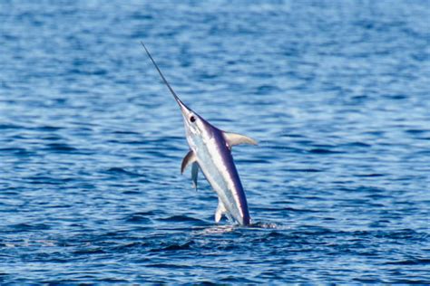 Sailfish vs. Swordfish: All Their Differences - Tastylicious