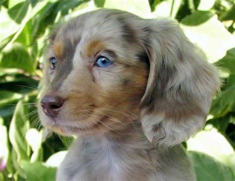 Long Hair Dotson Dachshund Puppies For Sale Dachshund Puppies