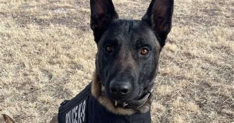 Colorado Springs Police K9 Zev Receives Protective Vest News