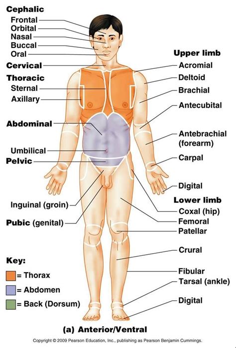 Human Body Anatomy Human Anatomy Body Anatomy