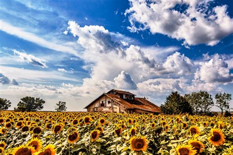 Immagini Belle Cielo Girasole Natura Paesaggio Naturale Nube