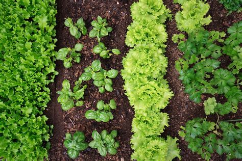 Companion Planting - For Maximum Yield