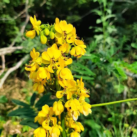 Maryland Senna Senna Marilandica Heartland Seed Of Missouri LLC