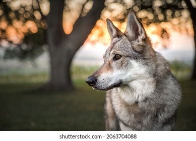 Wolf Looking Into Camera Stock Photo Shutterstock