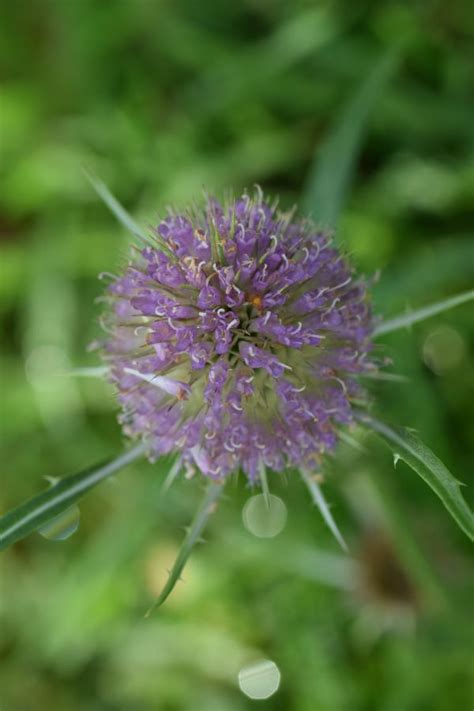 Gratis Afbeeldingen Natuur Bloesem Fabriek Weide Prairie Bloeien