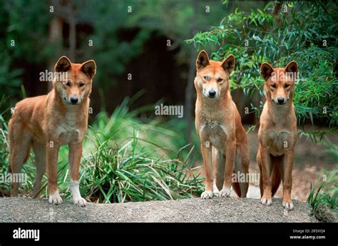 Dingos Canis Familiaris Dingo Stock Photo Alamy