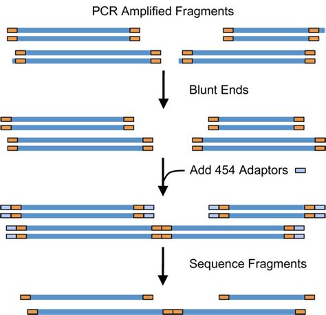 Simplified Model Showing How Fragment To Fragment Concatenations Can Be