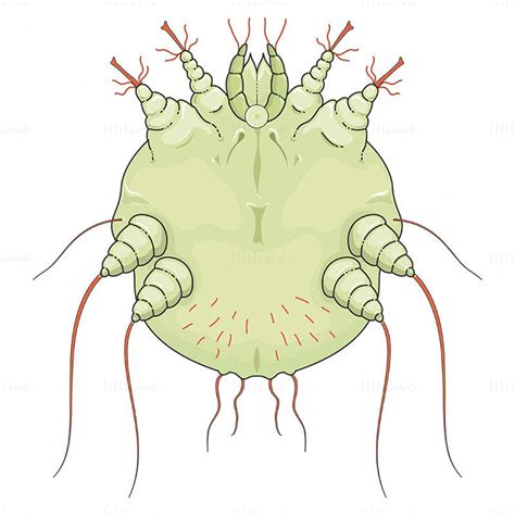 Sarcoptes scabiei (Scabies) векторна научна илюстрация