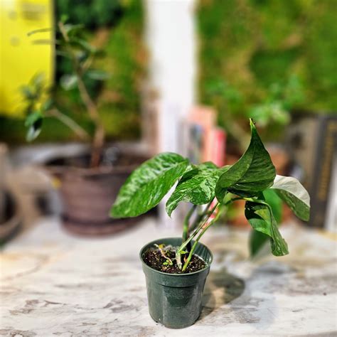 Variegated Albo Pothos Epipremnum Pinnatum In A 4 Inch Pot