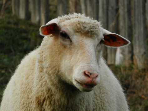 Agrorezort Kompenzáciou Sucha Podporil Chov Tisícok Zvierat Roľnícke