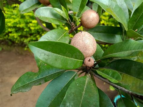 Chiku Fruits Tree in Agriculture Stock Image - Image of fruit, sweet ...