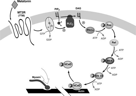 Proposed Model For Myometrial Sensitization By Mel Mel Activates Plc