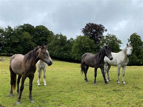 connemara | 205 Ponies Ads For Sale in Ireland | DoneDeal