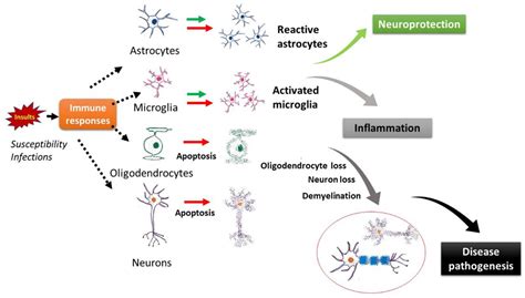 IJMS Free Full Text The Possible Role Of Neural Cell Apoptosis In