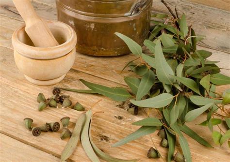 Eucalyptus Herb Uses And Side Effects