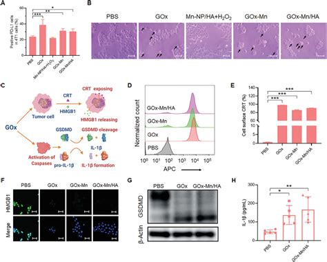 Gox‐mn Ha Upregulates The Pd‐l1 Expression On Tumor Cells And Induces