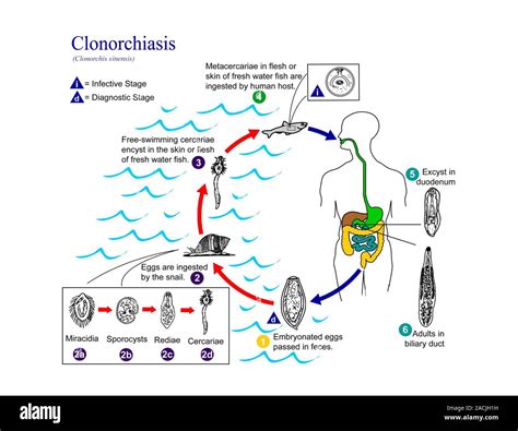 La Clonorquiasis Ciclo De Vida Diagrama Que Muestra El Ciclo De Vida