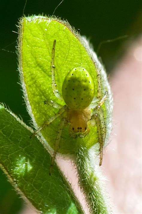 Green Orb Weaver Spider | Green, Orb, Lime