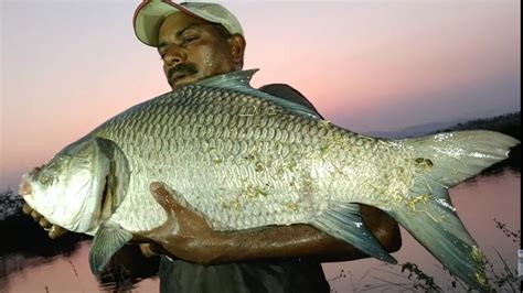 Finally Fisherman Catching A Big Size Katla Fish Big Rohu Fish