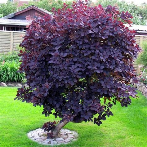 Cotinus Coggygria Royal Purple Glissando Garden Center