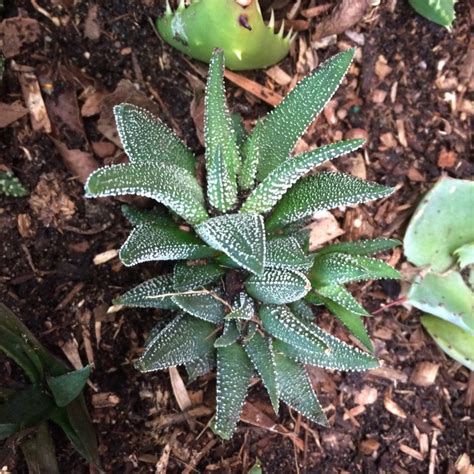 Haworthiopsis Attenuata Var Radula Syn Haworthia Attenuata Var