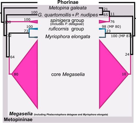 Scuttling Towards Monophyly Phylogeny Of The Megadiverse Genus