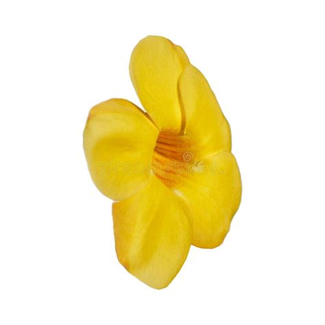 One Large Yellow Tropical Flower With Five Petals Golden Trumpet Vine