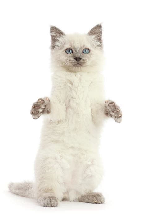 Ragdoll Cross Kitten Photograph By Mark Taylor Pixels