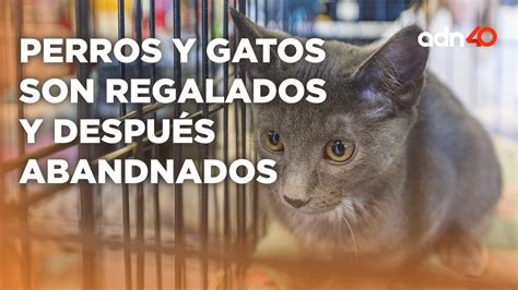 El Abandono Animal En México Suma Más De 27 Millones De Perros Y Gatos