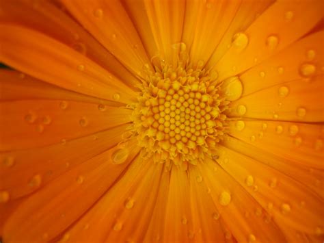 Orange daisy by rendereddream on DeviantArt