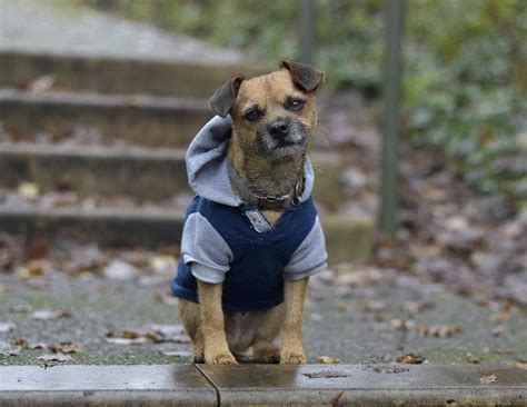 Border Terrier Dog Animal - Free photo on Pixabay - Pixabay