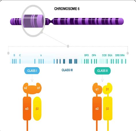 HLA Complex On Chromosome 6 Showing The Main Class I And II HLA Genes