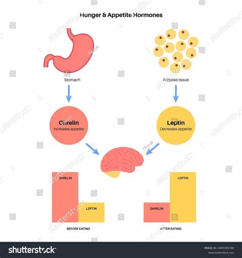 Appetite Hunger Hormones Ghrelin Leptin Human Stock Vector Royalty