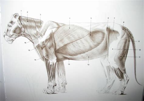 Karioudos Image Animal Drawings Lion Anatomy Anatomy Images