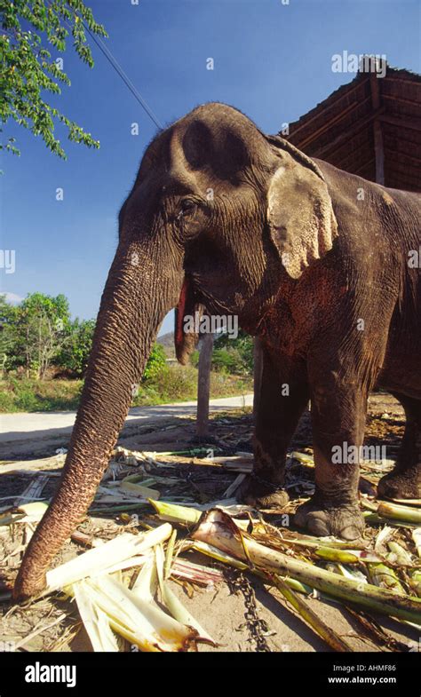 Elephant Eating Bamboo Hi Res Stock Photography And Images Alamy