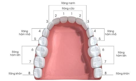 Tại sao bạn lại không mọc răng không như vậy có sao không