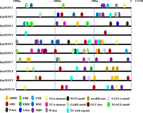 Predicted Cis Elements In The Promoter Regions Of Gmpepc Genes The