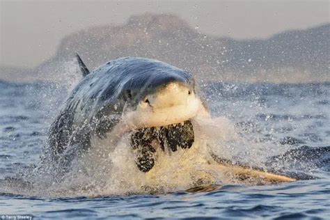 How Often Do Great White Sharks Eat Great White Shark Eating Habits