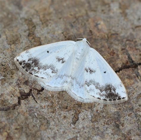 Clouded Silver Somerset Moths