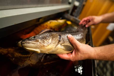 Invasive Snakehead Fish Found In Maryland Delaware Rivers