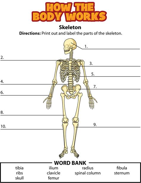 Skeletal System Lesson Plans For 5th Grade - Lesson Plans Learning