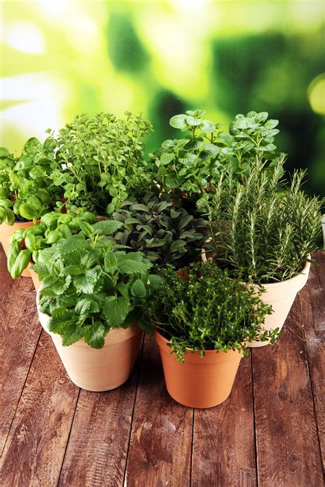 10 Easy To Grow Herbs Natalie Linda