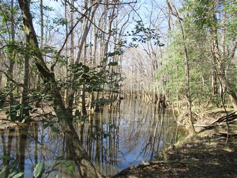 13 Treasures To Explore In Congaree National Park | TravelAwaits