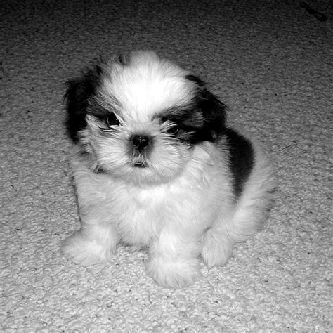 Cute Puppy Dogs: black and white shih tzu puppies