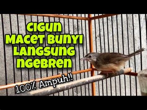 Ciblek Gunung Muda Bakalan Gacor Dan Bunyi Nembak Ngebren Dengan