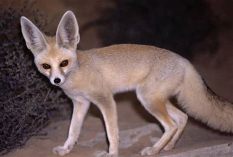 Ruppells Fox Canids