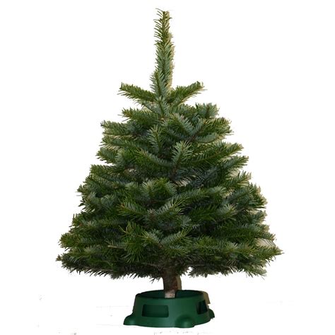 2 5 Ft Noble Fir Real Christmas Tree At