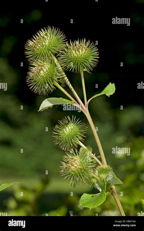 Greater Burdock Arctium Lappa Infructescens Germany Stock Photo Alamy