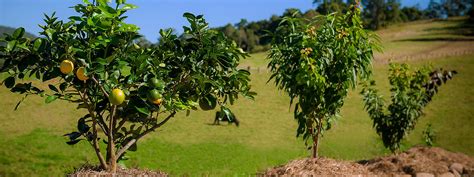 All Trees - Fruit Salad Trees